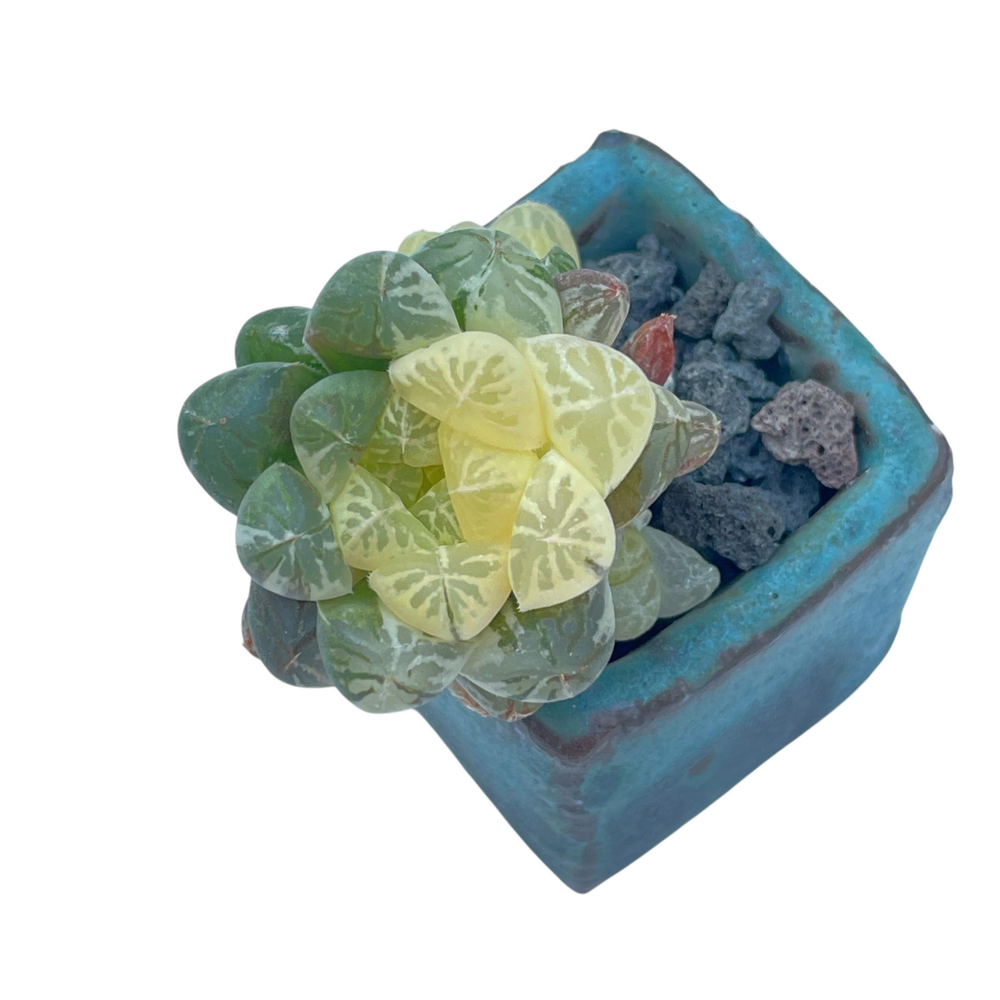 LAST CHANCE! Haworthia Cymbiformis Hybrid Variegata