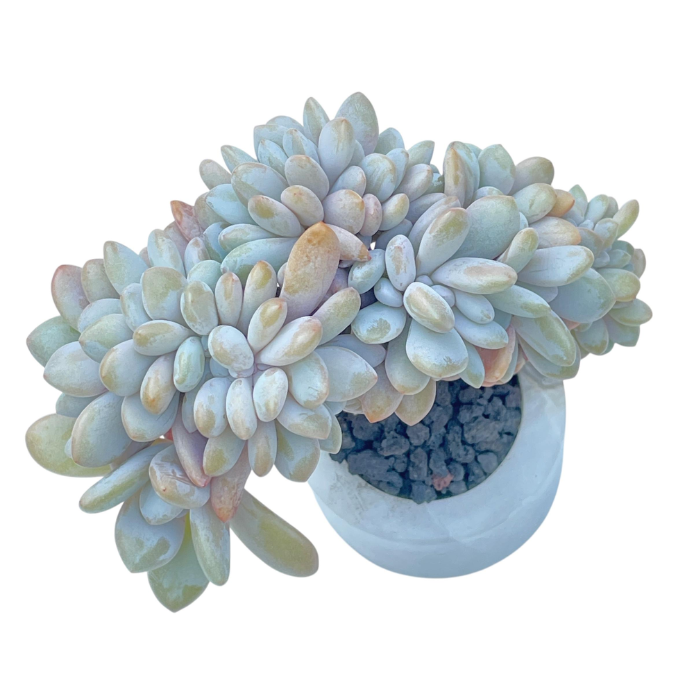 Pachyphytum Cuicatecanum Cristata