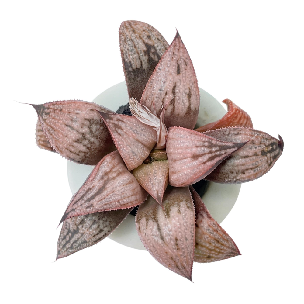 Haworthia Splendens Michelle, Nice Size