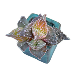 Faucaria Tigrina, Variegata