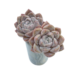 Echeveria Loris, Double