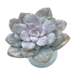 Graptopetalum Silverbum