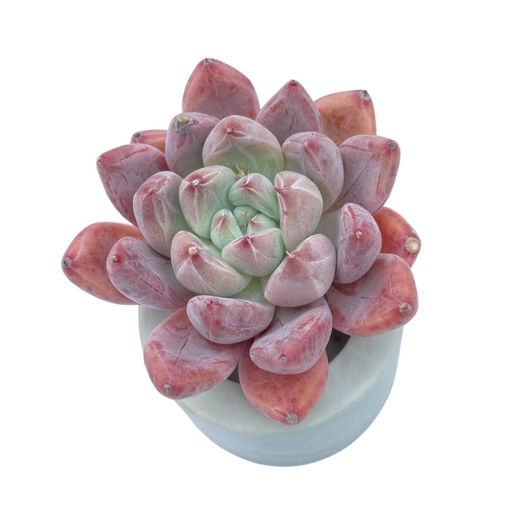 Echeveria Pena