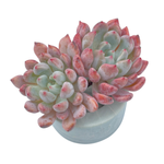 Echeveria Orange Sherbet, Double