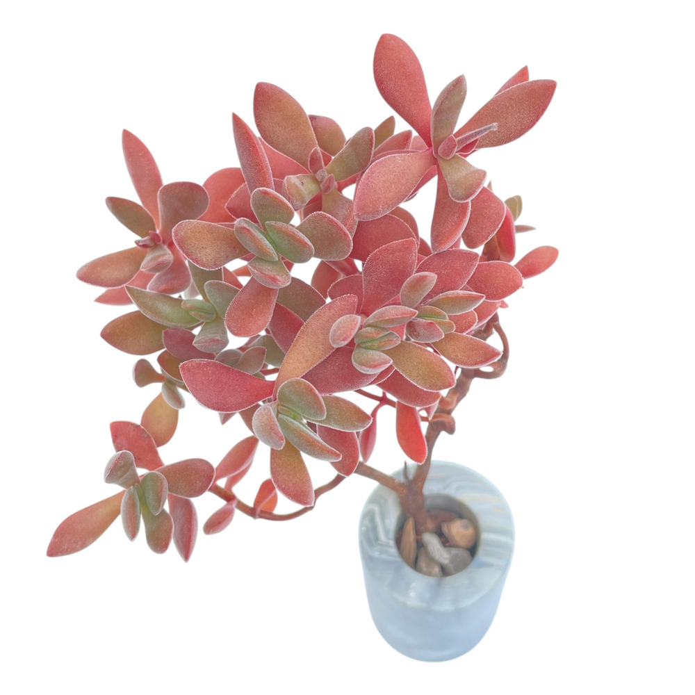 Crassula Atropurpurea var. Watermeyeri