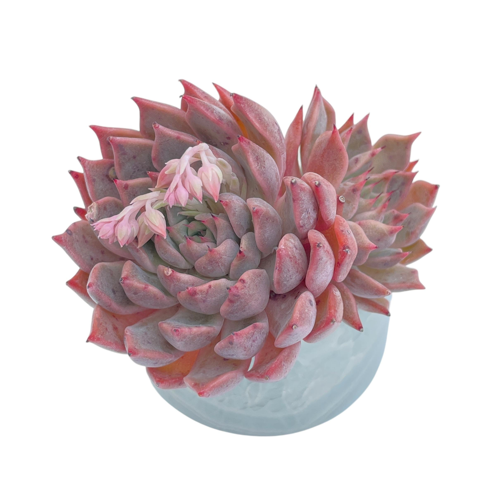 Echeveria Golden Bear, Double