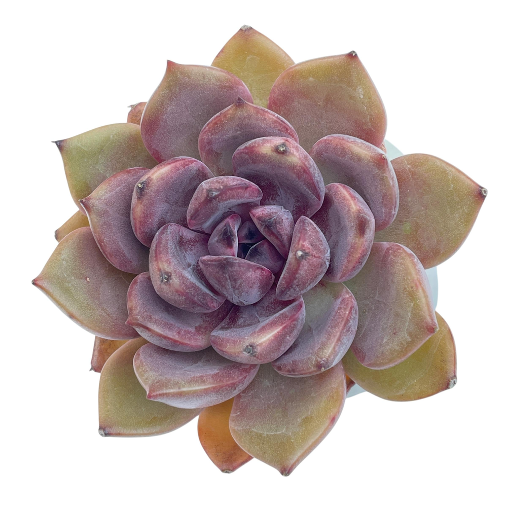 Echeveria Dark Chocolate Hybrid