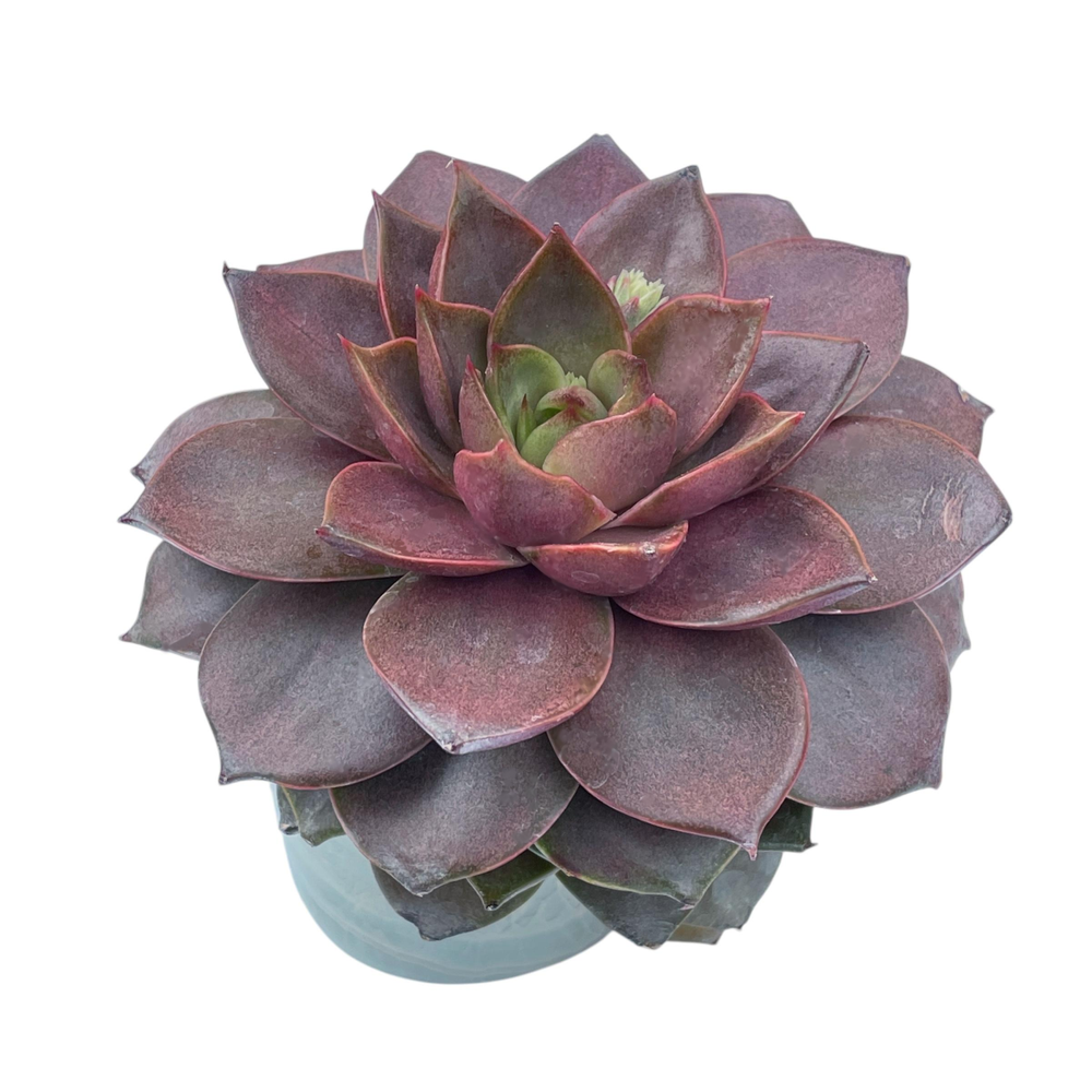 Echeveria Agavoides Jade Star Hybrid, Large (Randomish)