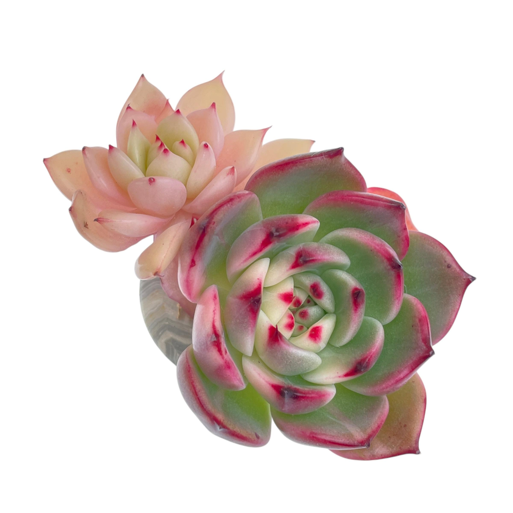 Echeveria Flamenco, Variegata