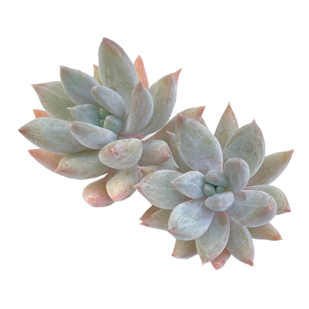 Pachyphytum Vampire Queen, Double