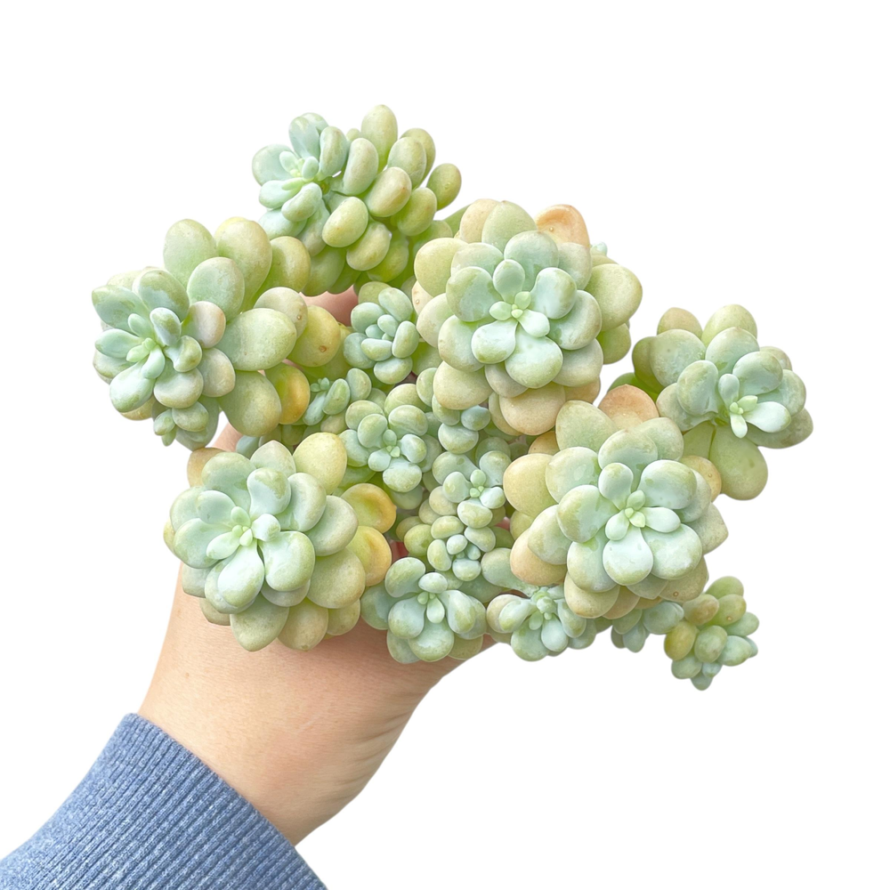 Pachyphytum Alsatang, Large Cluster