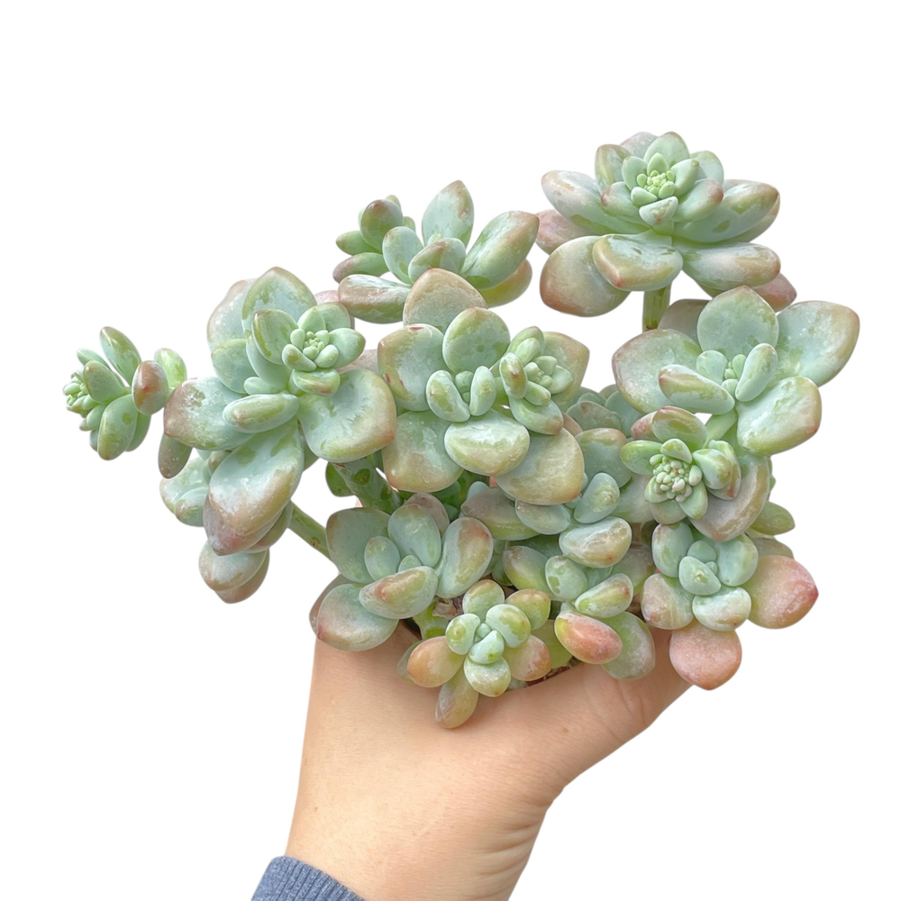 Pachyphytum Lauchis, Large Cluster