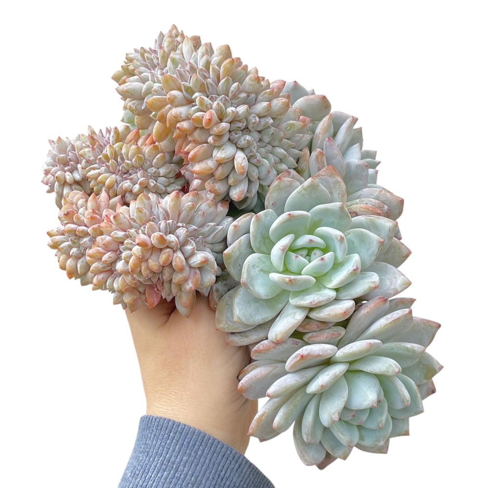 HUGE! Echeveria Monroe, Crested Cluster