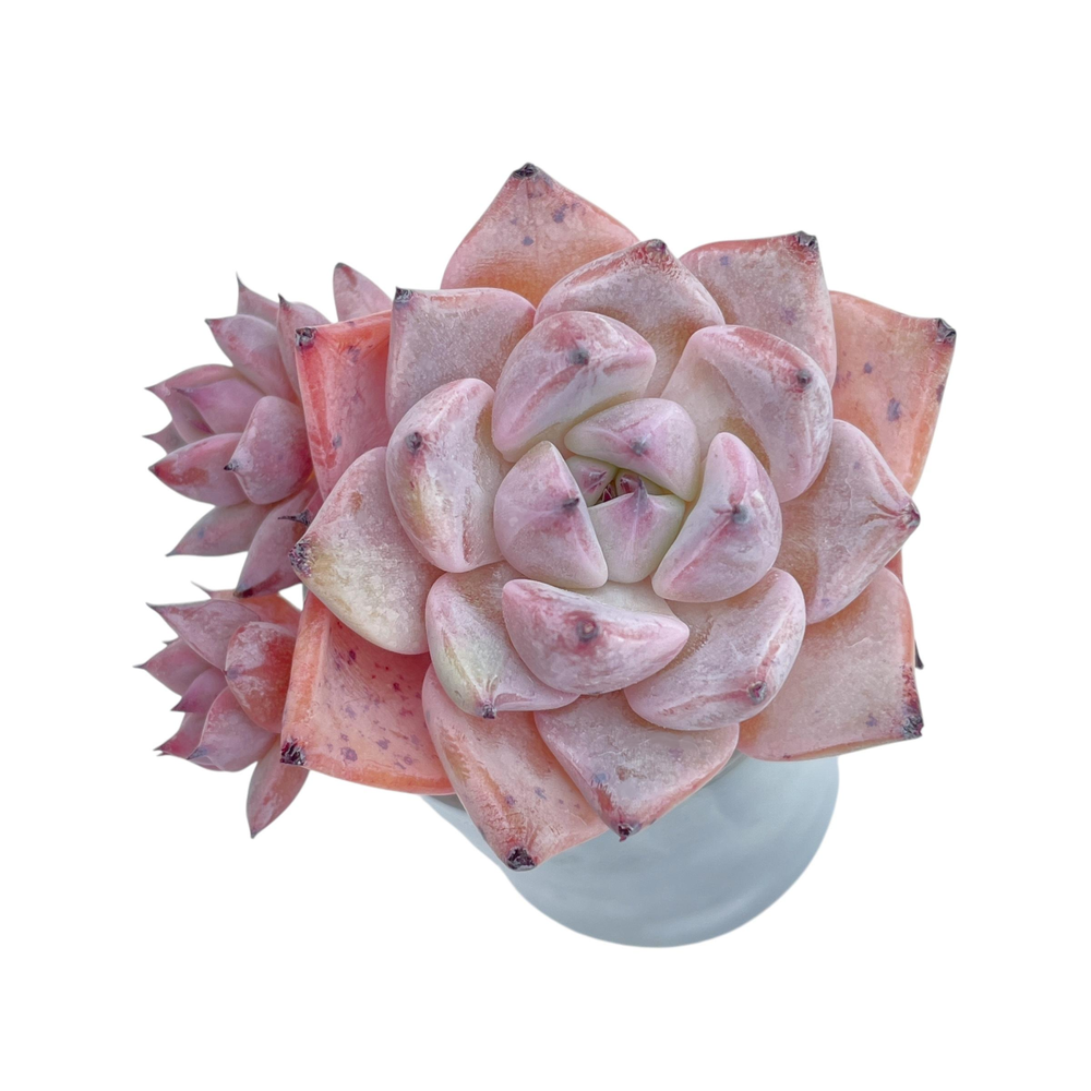 Echeveria Largea