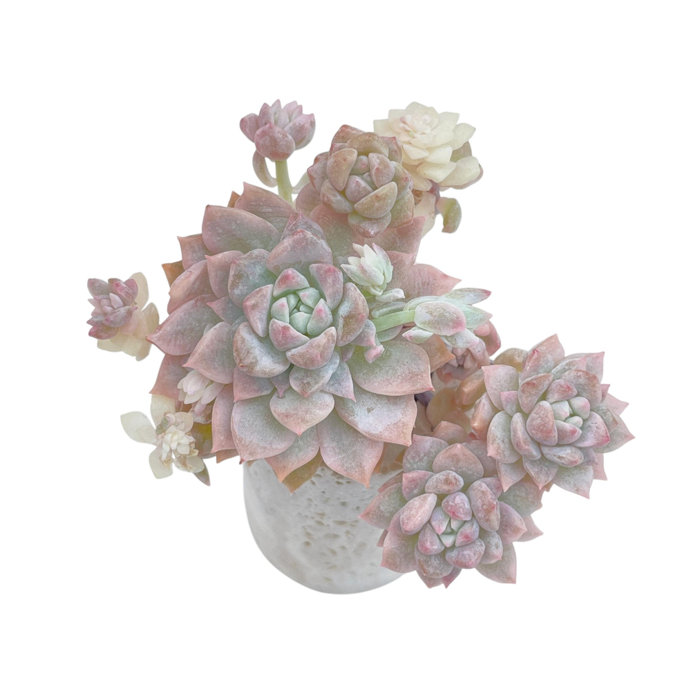 Echeveria Prolifica, Variegated Cluster