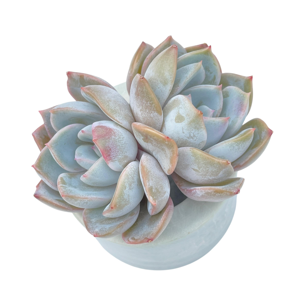 Echeveria Unknown Double