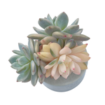 Echeveria cv Laulindsayana, Variegated Cluster