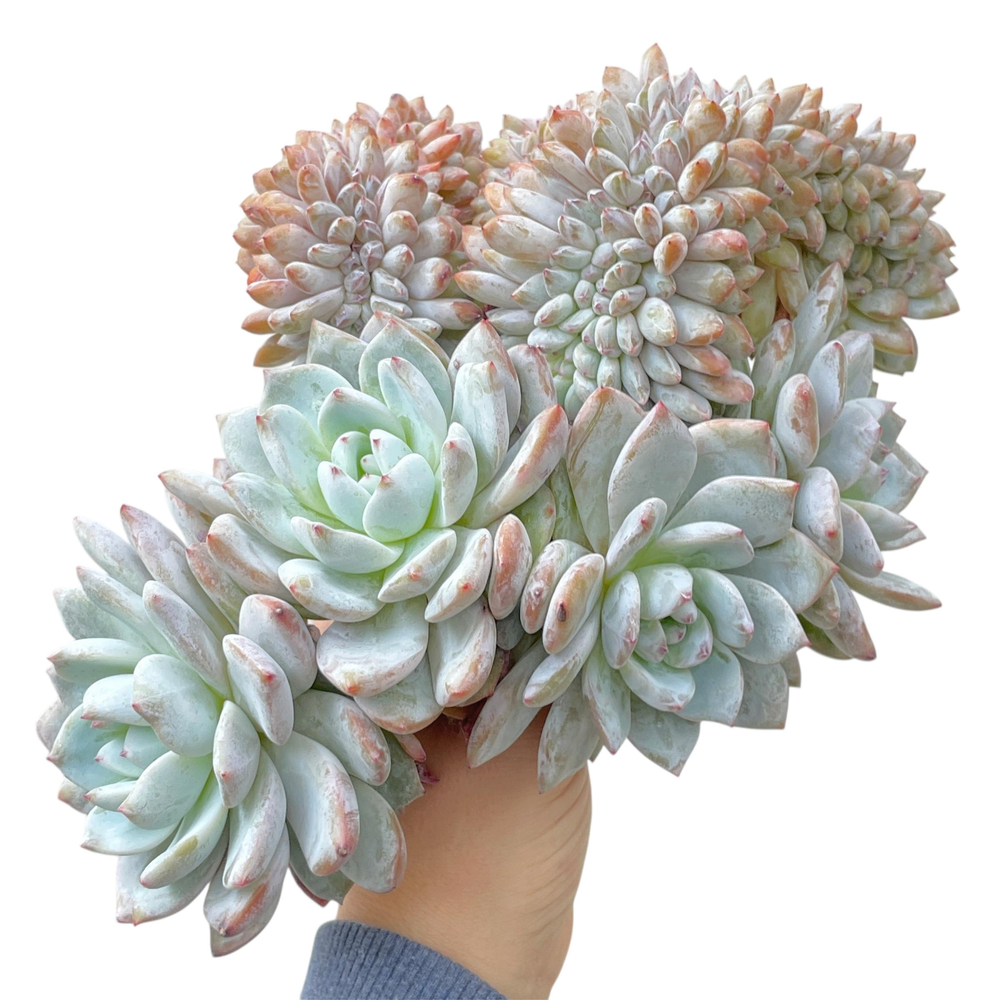 HUGE! Echeveria Monroe, Crested Cluster