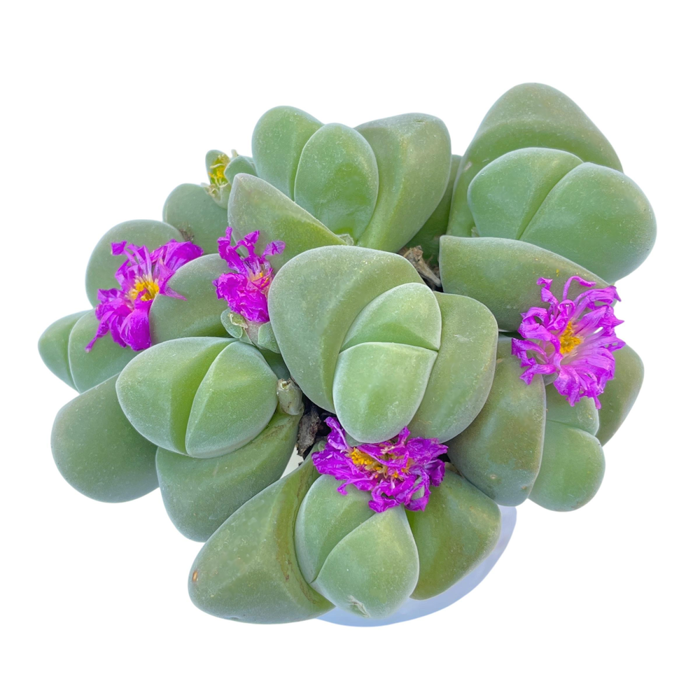 Gibbaeum Dispa Cluster