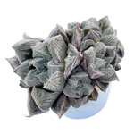 Haworthia Cooperi var. Venusta Hybrid