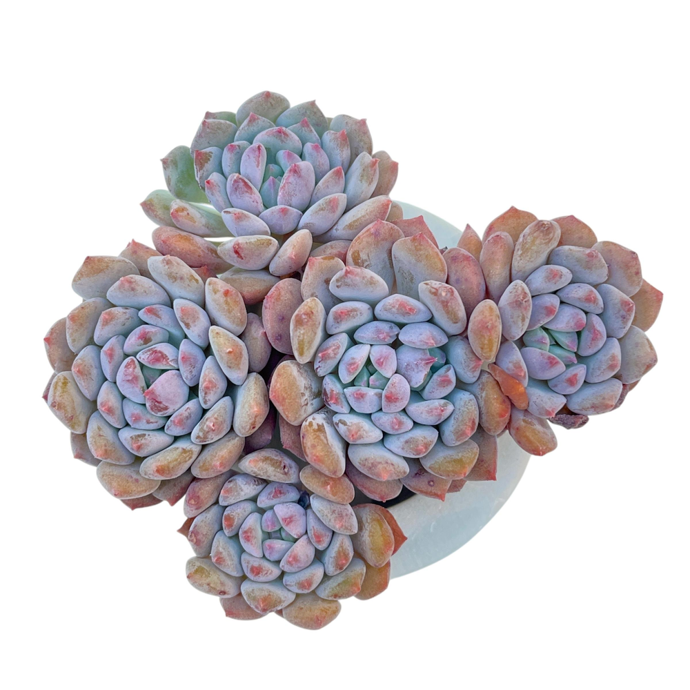 Echeveria Chrissy n Ryan Cluster