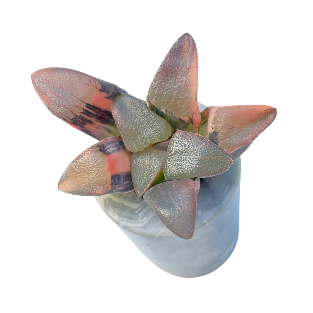 Haworthia Correcta, Variegata