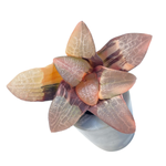 Haworthia Correcta, Variegata