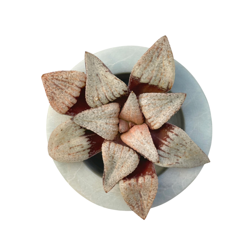 LAST CHANCE! Haworthia Splendens Snow