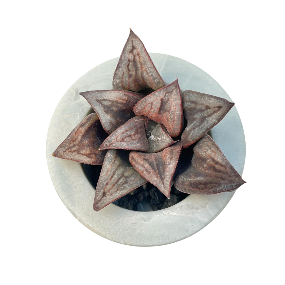 LAST CHANCE! Haworthia 'Jungdaemyo'