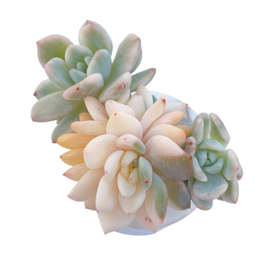 LAST CHANCE! Echeveria cv Laulindsayana, Variegated Cluster