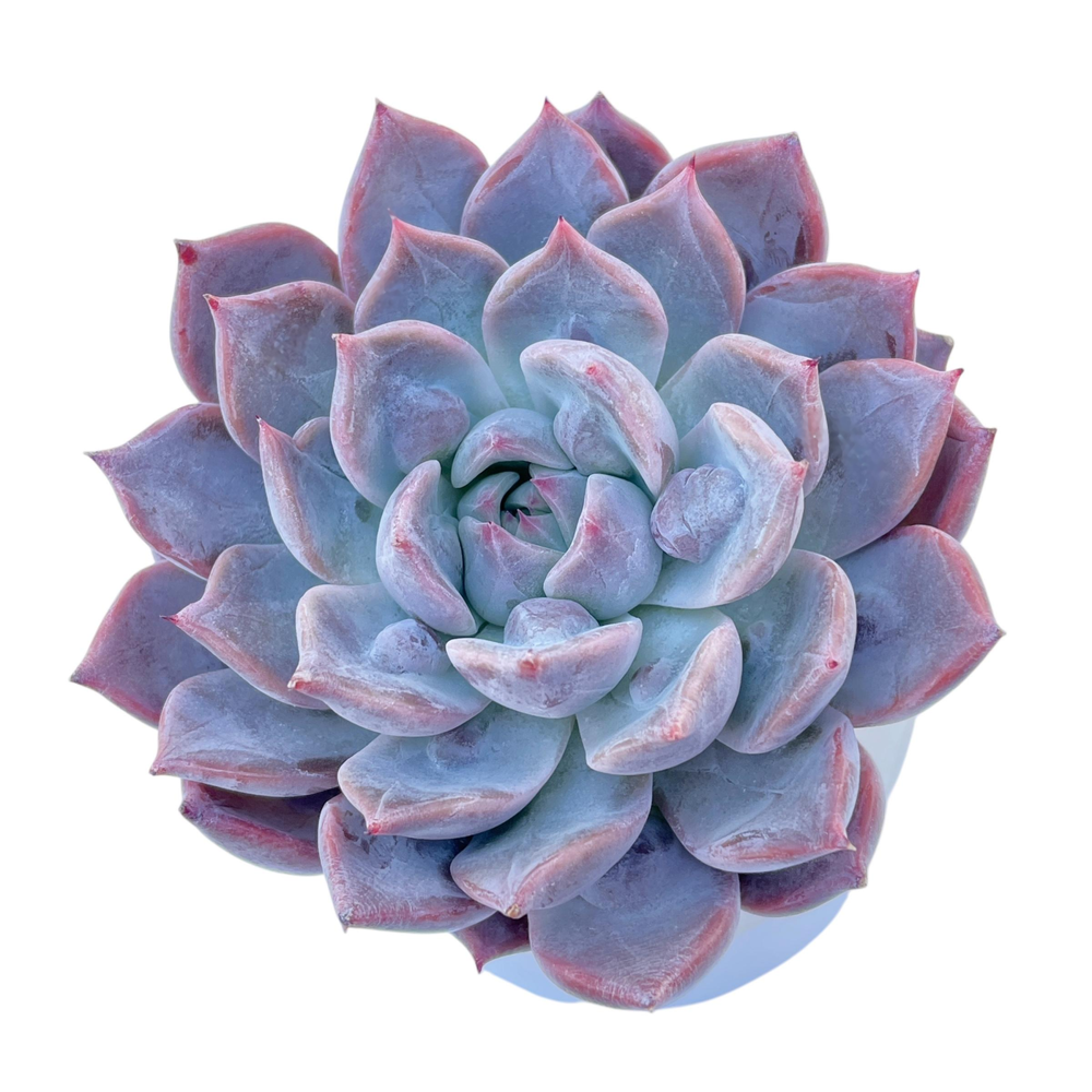 succulent mutation Echeveria Segovia Mutation – Cedar Creek Farmhouse