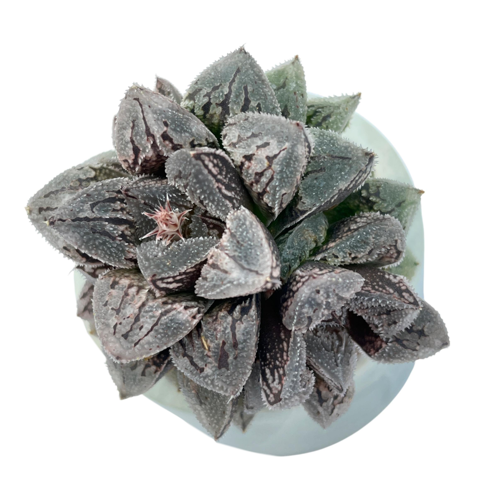 LAST CHANCE! Haworthia 'Black Sugar'