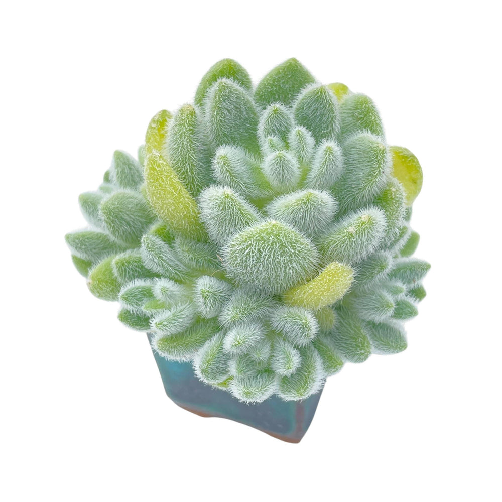 SPECIAL REQUEST- Sedum Hintonii