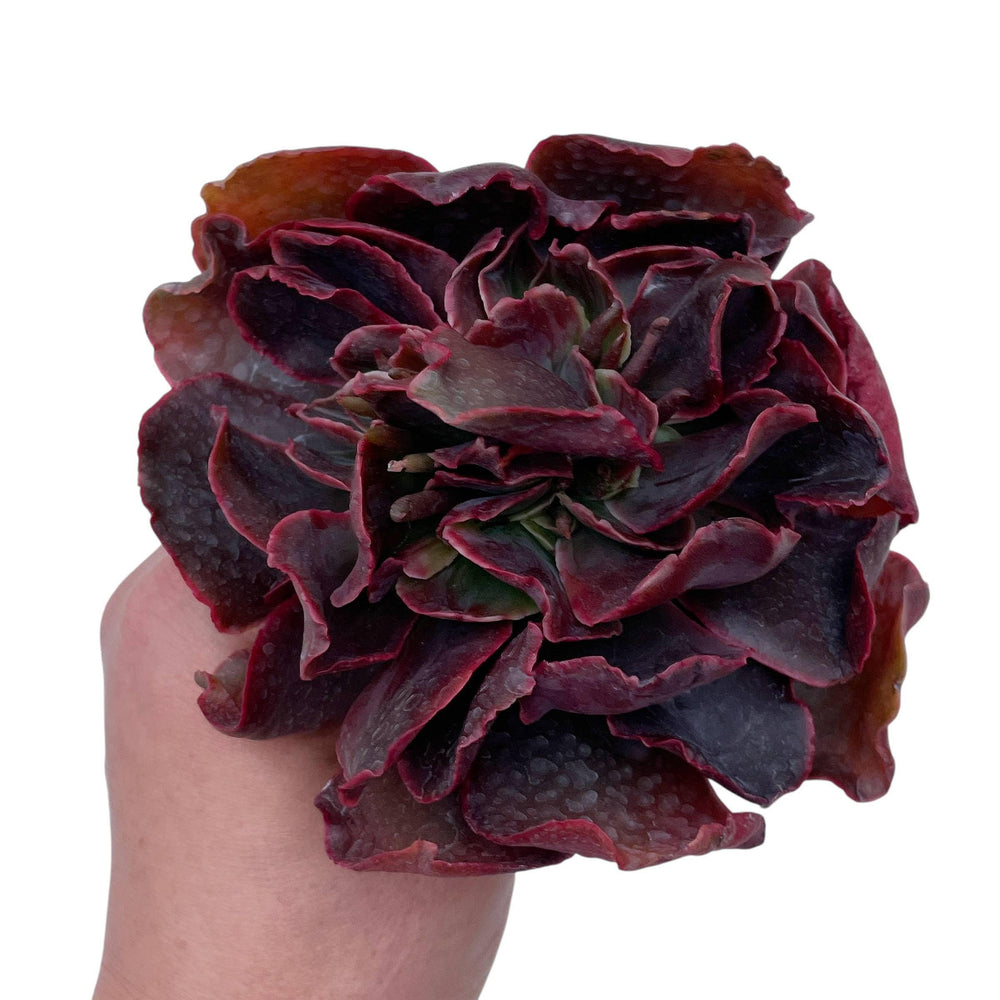 SPECIAL REQUEST- E. Pappy Rose