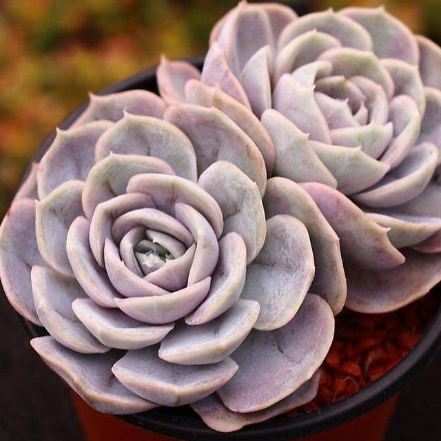echeveria blue succulent Echeveria Blue Surprise, Double, (Not so Random)