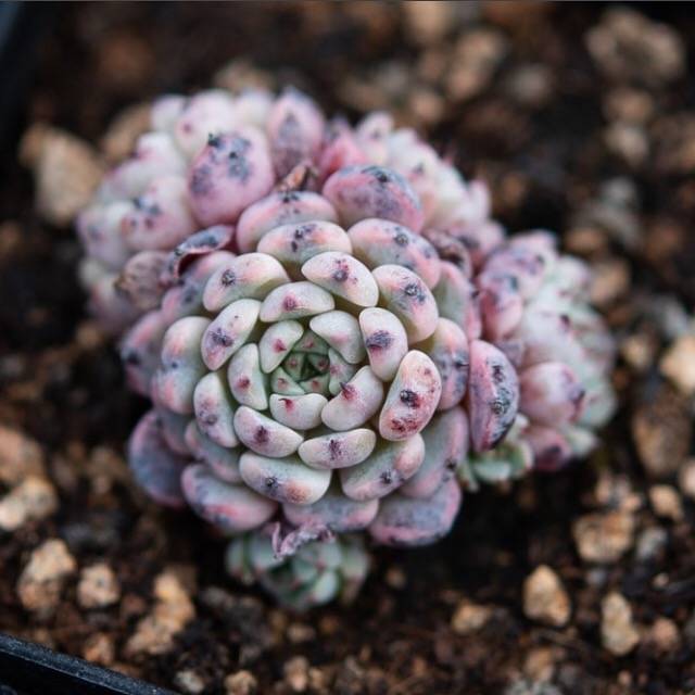 Hwaga Original Hybrid- PRESALE Echeveria Indigo Mini – Cedar Creek ...