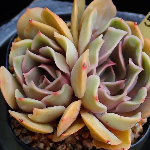 PRESALE Echeveria Keys, (Random)