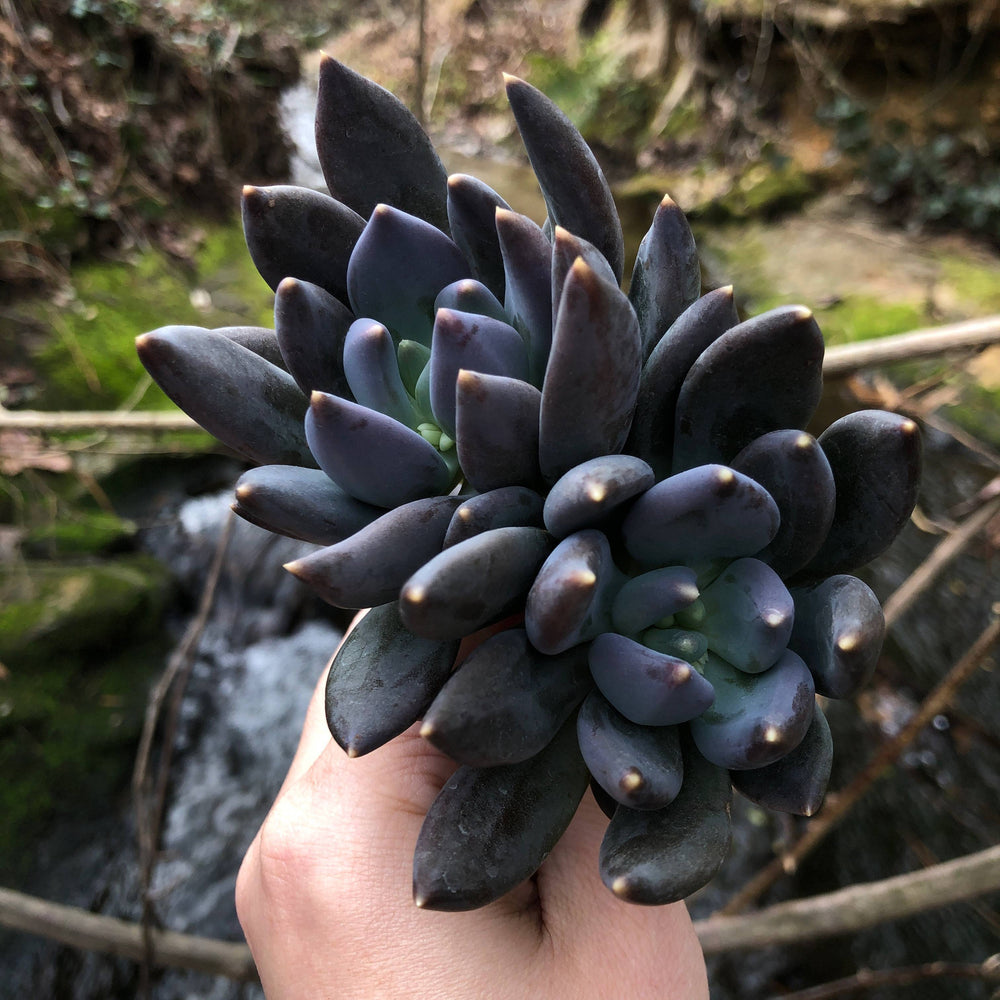 black swan succulent Pachyveria Black Swan