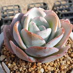 MOTHER'S DAY WEEKEND FLASH SALE! PRESALE Echeveria Brinks Blue, (Random)