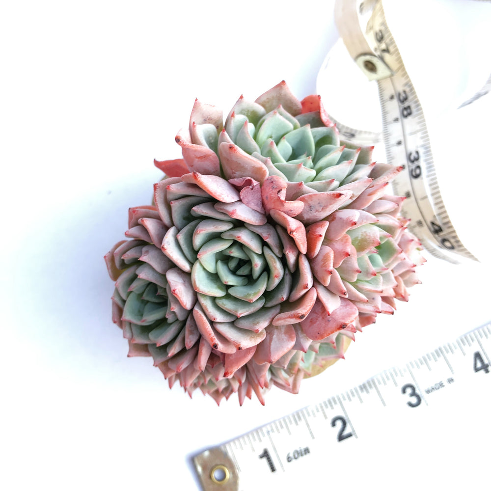 Echeveria Roslyn, Cluster (In stock Hwaga Hybrid)