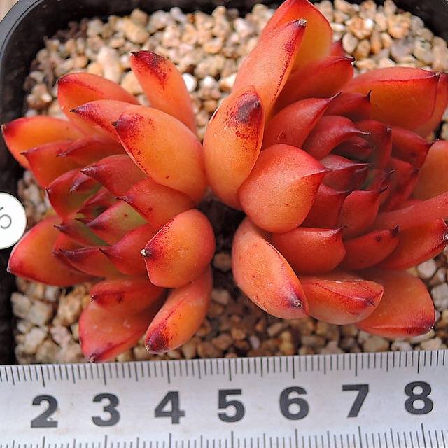 PRESALE Echeveria Agavoides Sp., Double, (Not so Random)