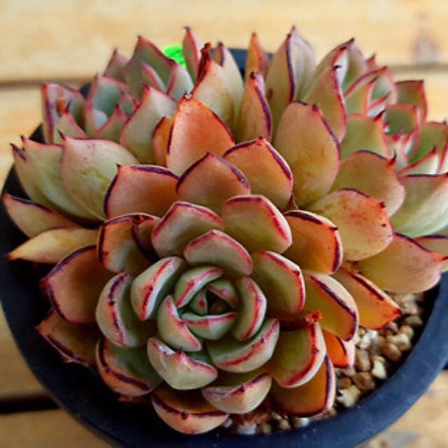 PRESALE Echeveria Kami Noi, (Random)