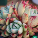 PRESALE Echeveria Freckled Champagne Cluster, (Not so Random)