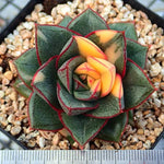 PRESALE Echeveria Monocerotis, Variegata, (Not so Random)