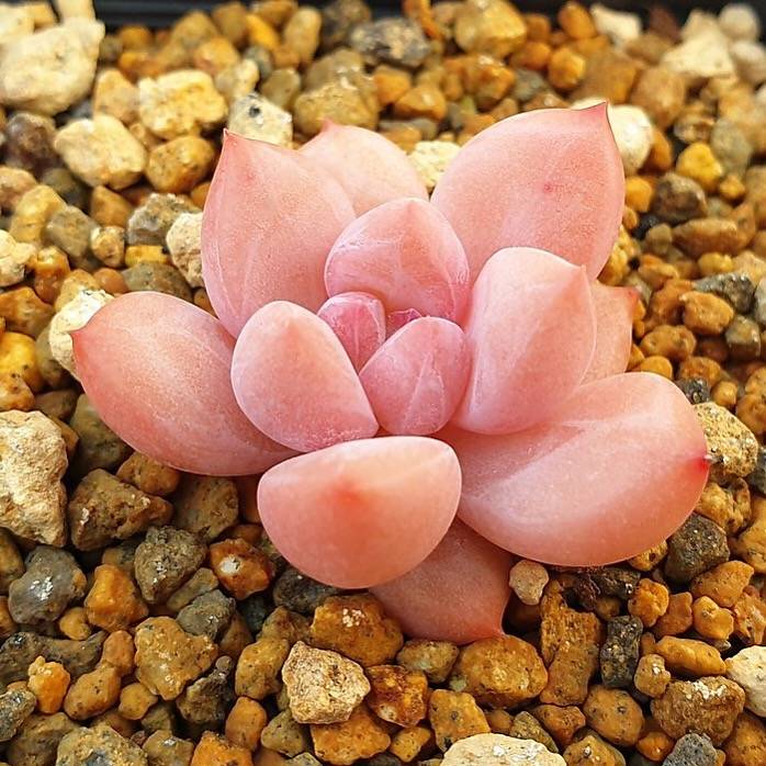 PRESALE Echeveria Arteusa, (Random)