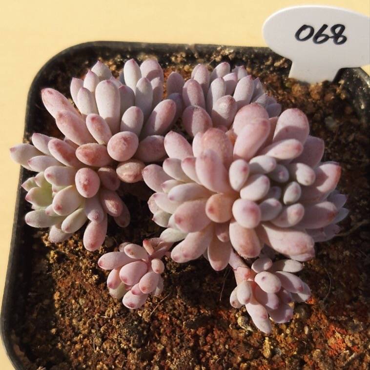 PRESALE Graptopetalum Blue Beans, Small Clusters, (Random)