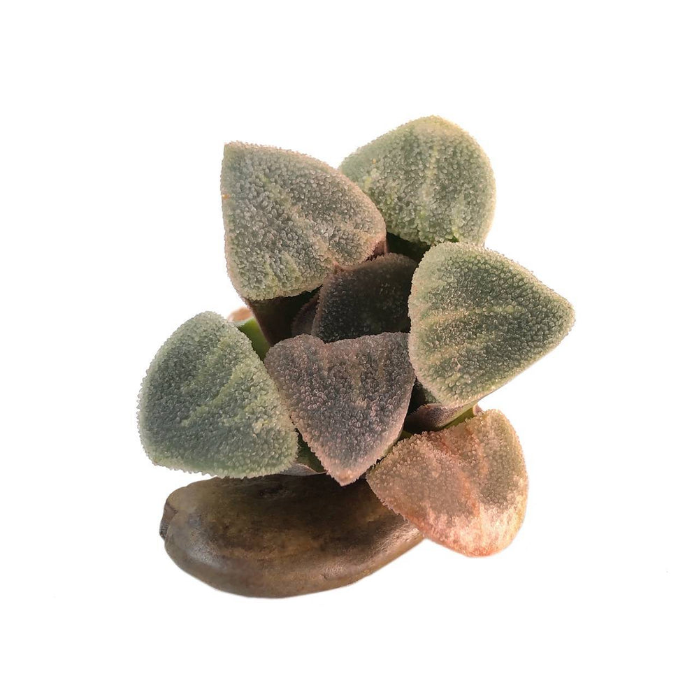 Haworthia Pygmaea Hybrid, (Video)