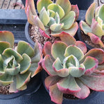 Echeveria Anpang, (Random)