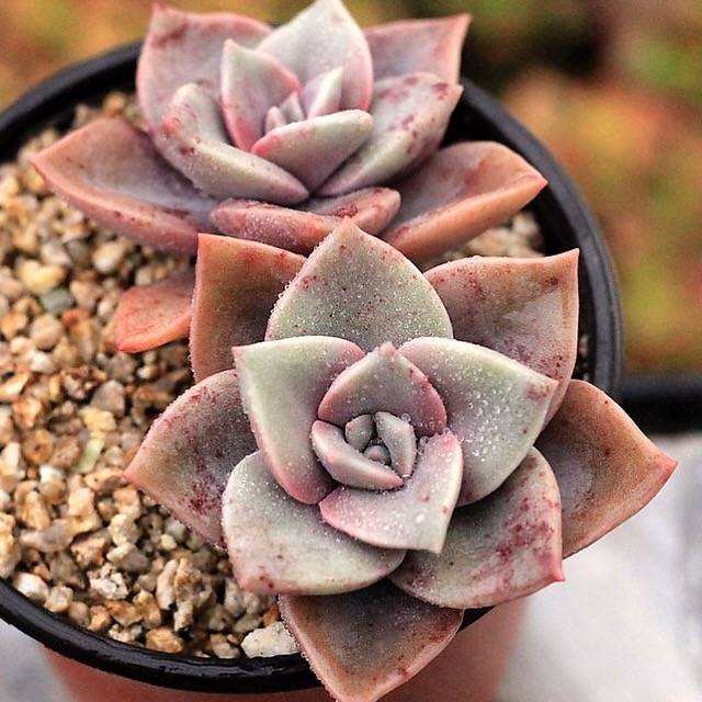 PRESALE Echeveria Bainesii, Double