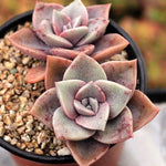 PRESALE Echeveria Bainesii, Double